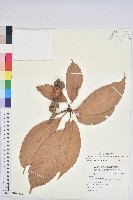 藏品(大葉石櫟)的圖片