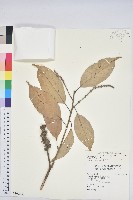 藏品(子彈石櫟)的圖片