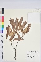 藏品(赤皮、赤皮椆)的圖片