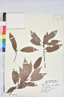 藏品(青剛櫟、鐵椆)的圖片