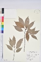 藏品(青剛櫟、鐵椆)的圖片