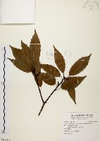 藏品(青剛櫟)的圖片