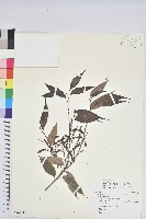 藏品(烏來柯、楒、淋漓)的圖片