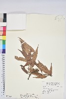 藏品(杏葉石櫟、校栗、校櫟)的圖片