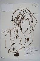藏品(洋落葵、心葉落葵)的圖片