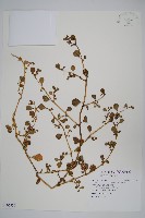 藏品(假海馬齒)的圖片