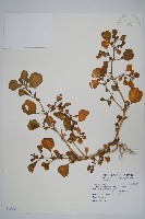 藏品(假海馬齒)的圖片