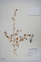 藏品(假海馬齒)的圖片