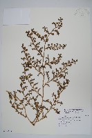 藏品(假海馬齒)的圖片