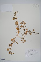 藏品(假海馬齒)的圖片