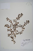 藏品(假海馬齒)的圖片