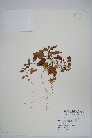 藏品(番杏)的圖片