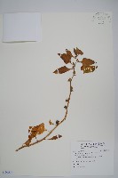 藏品(番杏)的圖片