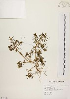 藏品(毛馬齒莧)的圖片