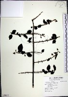 藏品(腺果藤、刺藤)的圖片