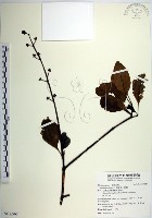 藏品(腺果藤、刺藤)的圖片