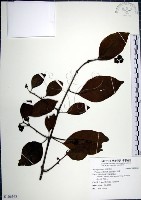 藏品(腺果藤、刺藤)的圖片