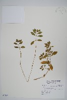 藏品(蓮子草)的圖片