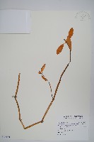 藏品(空心蓮子草)的圖片