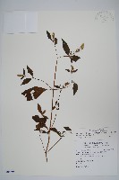 藏品(日本牛膝)的圖片