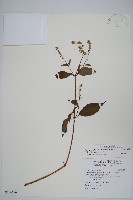 藏品(日本牛膝)的圖片