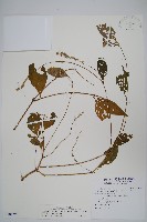 藏品(日本牛膝)的圖片