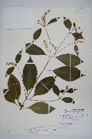 藏品(日本牛膝)的圖片