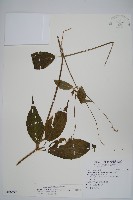 藏品(日本牛膝)的圖片