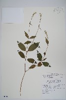 藏品(日本牛膝)的圖片