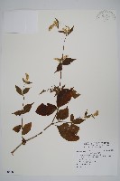藏品(牛膝)的圖片