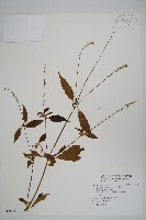 藏品(牛膝)的圖片