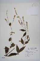 藏品(牛膝)的圖片