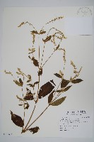 藏品(牛膝)的圖片