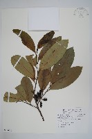 藏品(恆春哥納香)的圖片