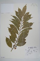 藏品(鷹爪花)的圖片