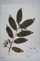 藏品(香水樹)的圖片