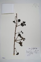 藏品(香水樹)的圖片