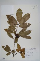 藏品(刺番荔枝)的圖片