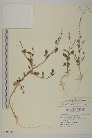 藏品(變葉藜)的圖片