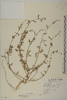 藏品(變葉藜)的圖片