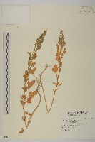 藏品(小葉藜)的圖片