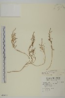 藏品(裸花鹼蓬)的圖片