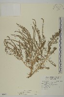 藏品(裸花鹼蓬)的圖片