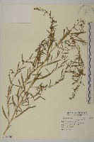 藏品(地膚、掃手草)的圖片