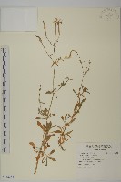 藏品(蠅子草)的圖片