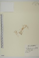 藏品(瓜槌草、漆姑草)的圖片