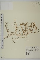 藏品(瓜槌草、漆姑草)的圖片