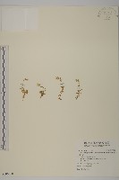 藏品(玉山卷耳)的圖片