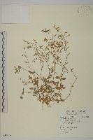 藏品(卷耳)的圖片