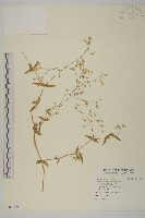 藏品(疏花繁縷)的圖片